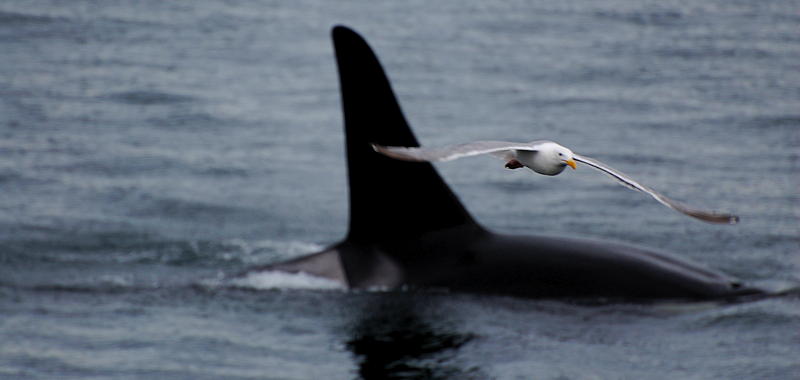 A gull upstages a killer whale. Photo by Alex Shapiro.